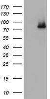 S100 alpha 2 Antibody