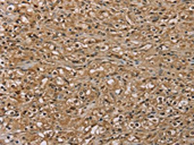 S100A13 Antibody