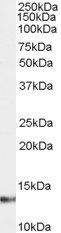 S100A4/CAPL Antibody
