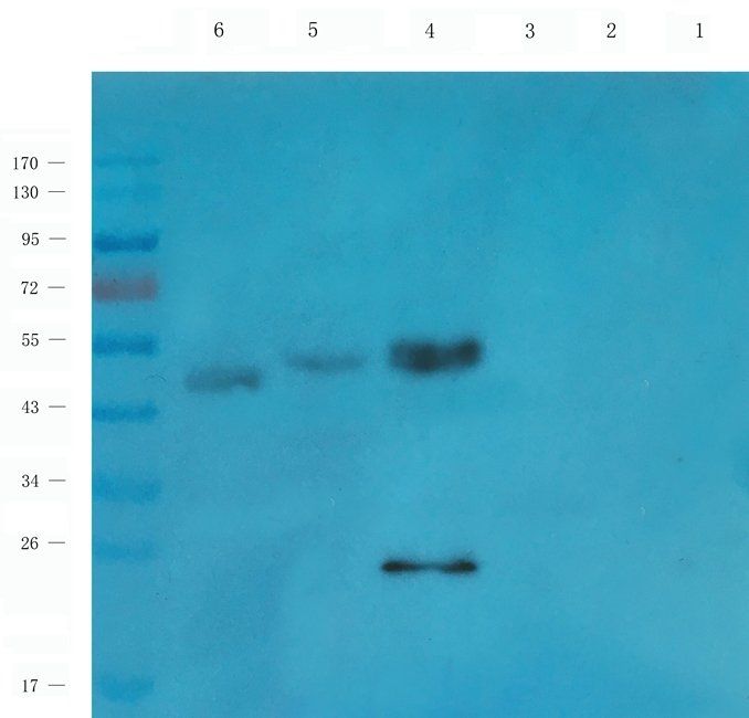 S1PR1 Rabbit Polyclonal Antibody