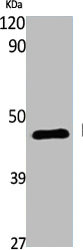 S1PR4 Antibody