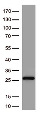 SARS-CoV-2 Spike protein mouse monoclonal antibody, clone OTI4C6