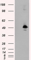SARS-CoV-2 S Protein Mouse Monoclonal Antibody