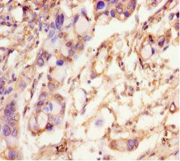 SCAMP2 Antibody