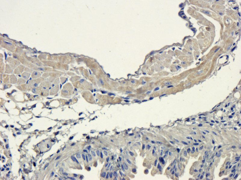 Sclerostin Rabbit Polyclonal Antibody
