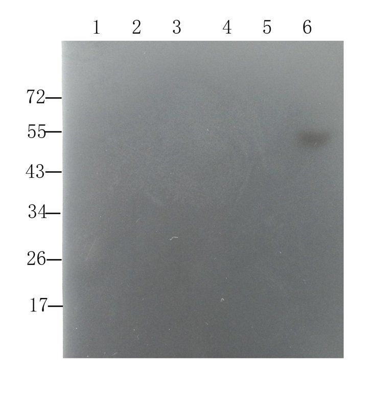 Sclerostin Rabbit Polyclonal Antibody