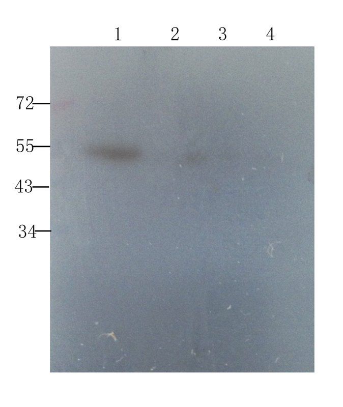Sclerostin Rabbit Polyclonal Antibody