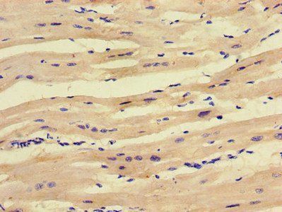 SCO1 Antibody