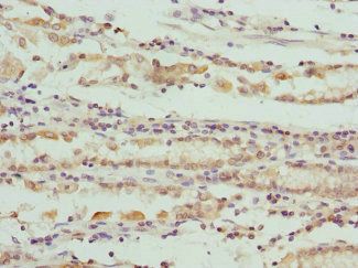 SCO2 Antibody