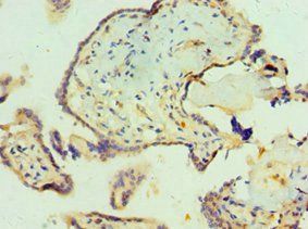 SCP2 Antibody