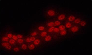 ERG Rabbit Polyclonal Antibody