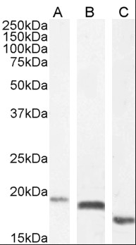 EDF1/MBF1 Antibody