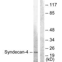 SDC4 Antibody