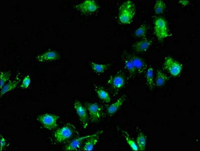 SDCBP Antibody