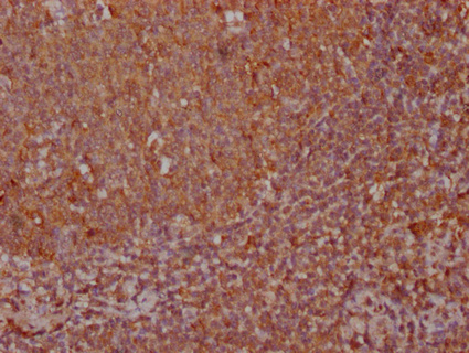 CXCL12 Antibody