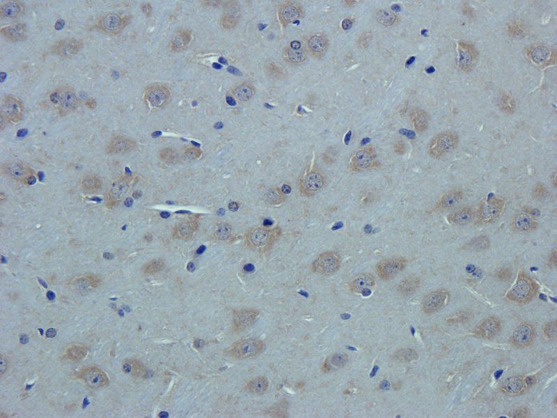 SDF1 Rabbit Polyclonal Antibody