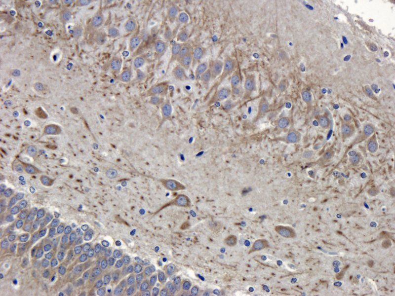 SDF1 Rabbit Polyclonal Antibody