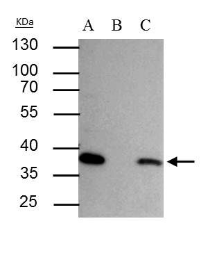 SEC13L1 Rabbit Polyclonal Antibody