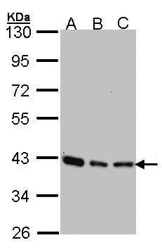 SEC13L1 Rabbit Polyclonal Antibody