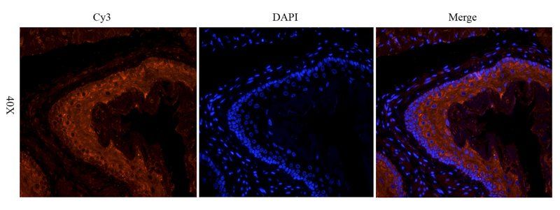 SEMA3A Rabbit Polyclonal Antibody