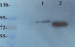 SEMA3A Rabbit Polyclonal Antibody
