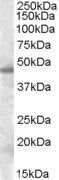 SEPT7 Antibody