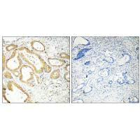 SEPT6 Antibody