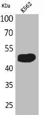 SERPINA4 Antibody