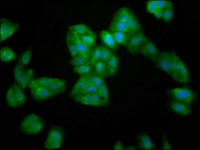 SERPINB4 Antibody