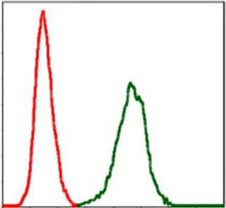 SERPINE1 Antibody