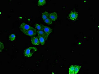 SERPING1 Antibody