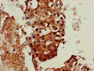 SERPINI1 Antibody