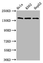 SF3B1 Antibody