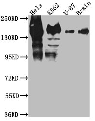 SF3B1 Antibody