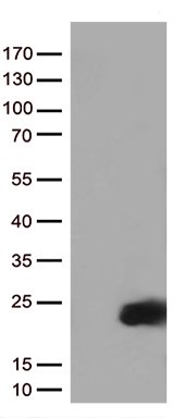SRSF9 Antibody