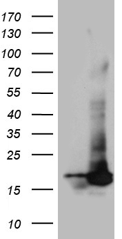 SRSF9 Antibody