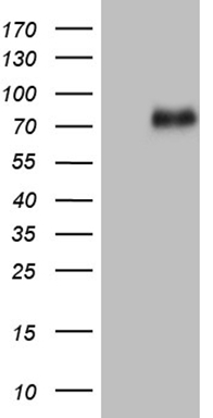 SRSF9 Antibody