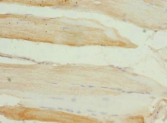 SGCD Antibody