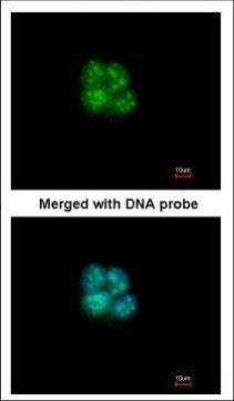 basic helix-loop-helix family member e40 Antibody