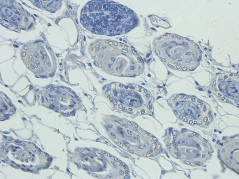 Sialoadhesin Rabbit Polyclonal Antibody