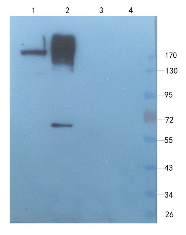 Sialoadhesin Rabbit Polyclonal Antibody