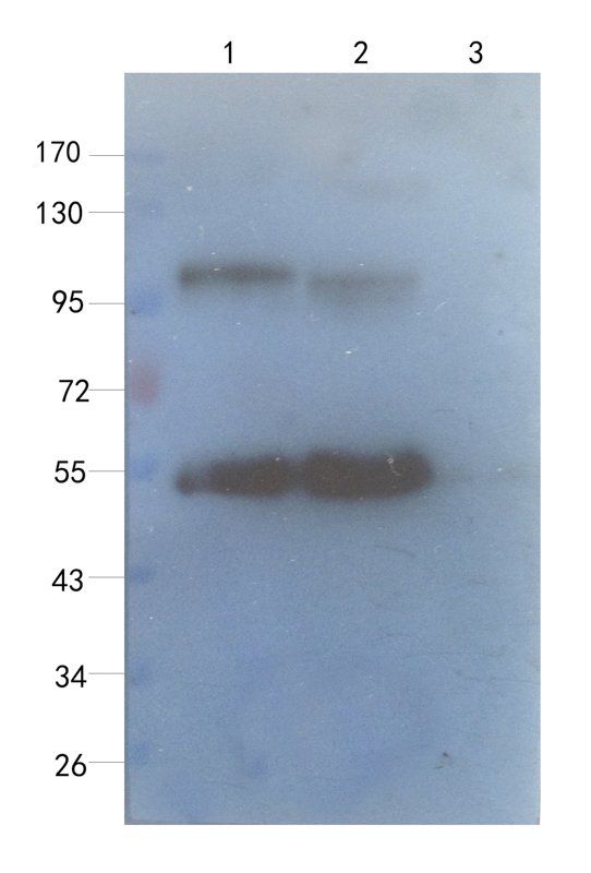 Sialoadhesin Rabbit Polyclonal Antibody