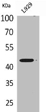 SIGLEC5 Antibody