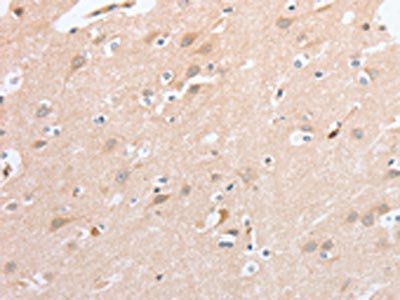 SIGLEC9 Antibody