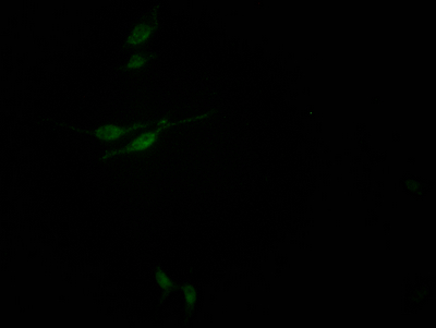 SIN3A Antibody