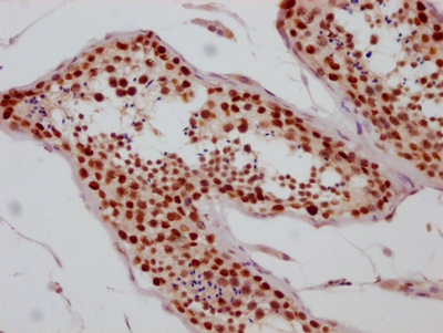 SIN3A Antibody