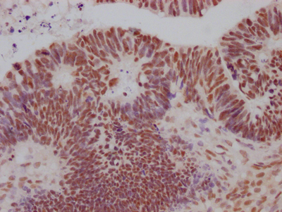SIN3A Antibody