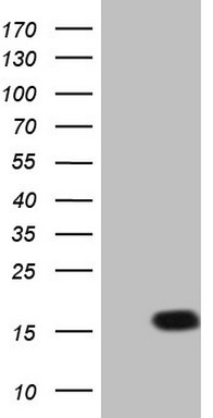 SIRP alpha Antibody
