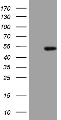 SLAMF7 Antibody
