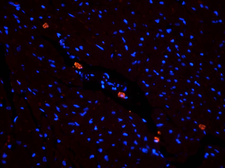SLC22A8 Rabbit Polyclonal Antibody